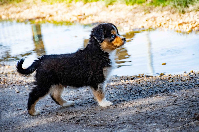 Les chiots de Berger Américain Miniature 