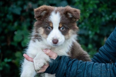 Les chiots de Berger Américain Miniature 