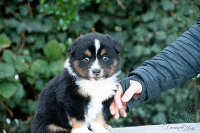 Les chiots de Berger Américain Miniature 