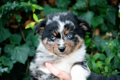 Les chiots de Berger Américain Miniature 