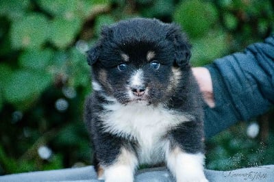 Les chiots de Berger Américain Miniature 
