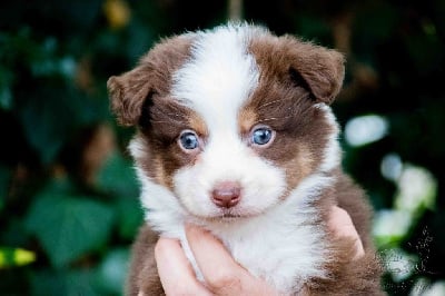 Les chiots de Berger Américain Miniature 