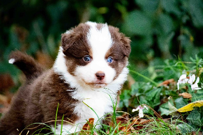 Les chiots de Berger Américain Miniature 