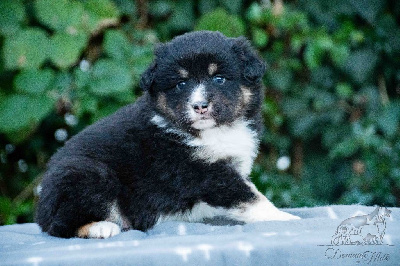 Les chiots de Berger Américain Miniature 