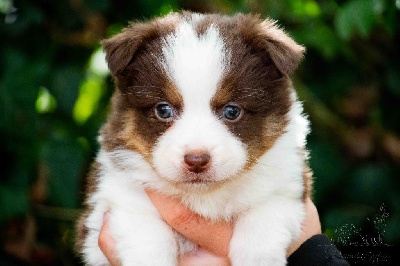 Les chiots de Berger Américain Miniature 