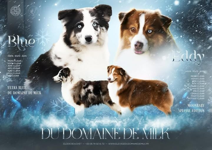 Berger Américain Miniature  - du Domaine de Milk