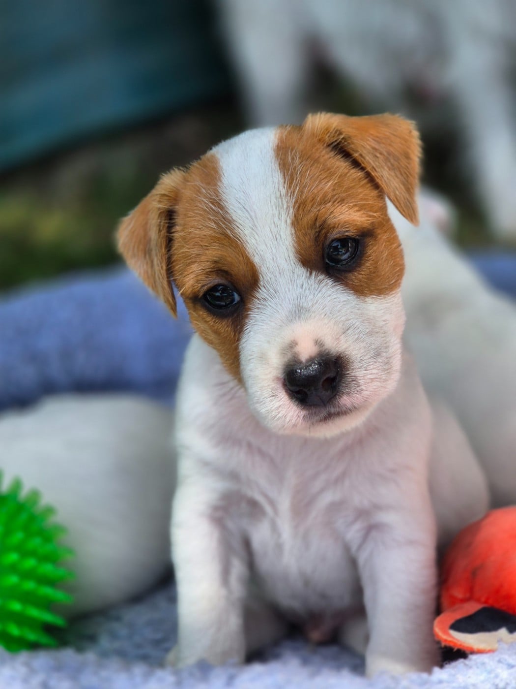 Parson Russell Terrier - De La Vallée Du Bois Riou