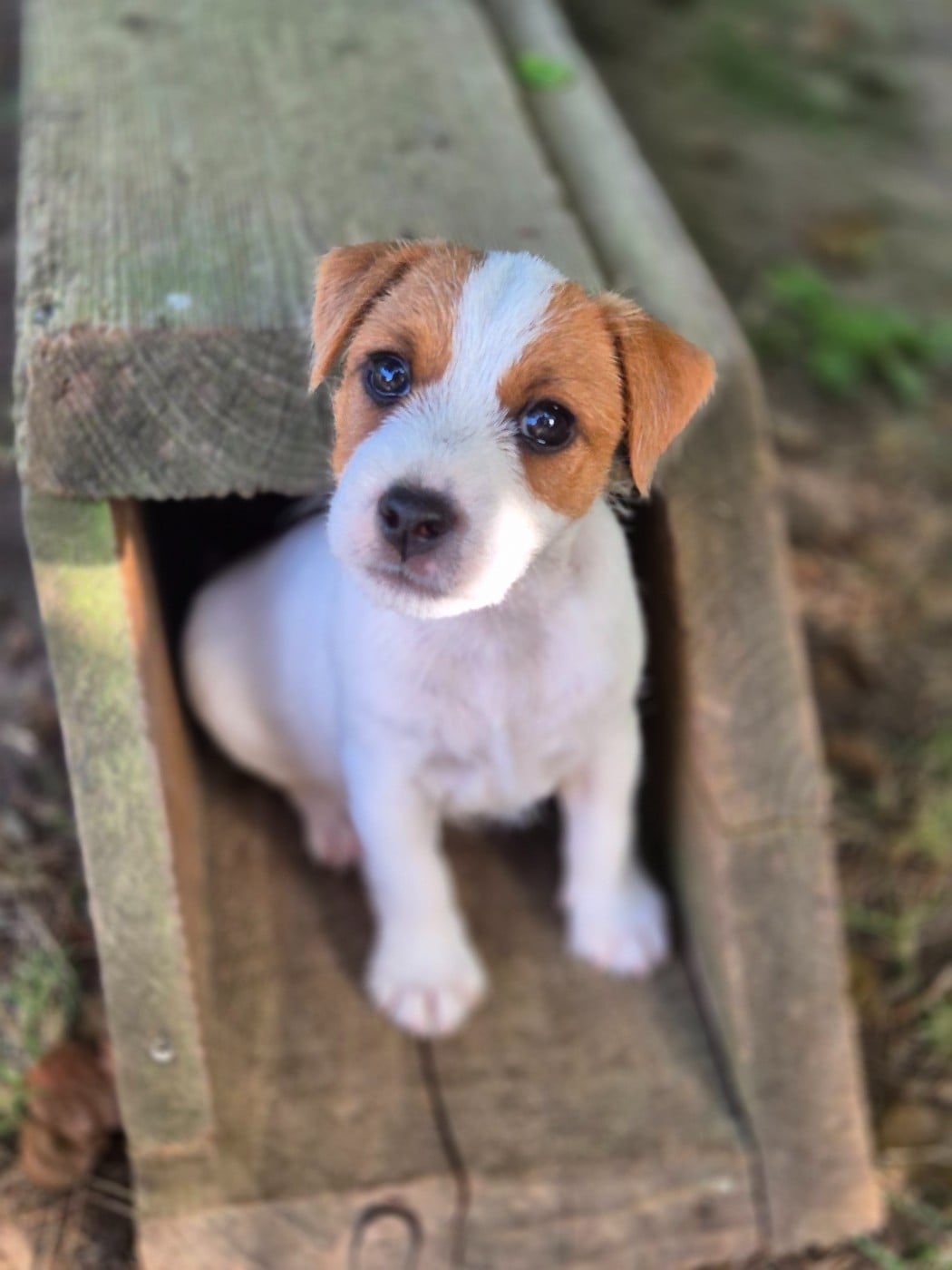 Parson Russell Terrier - De La Vallée Du Bois Riou