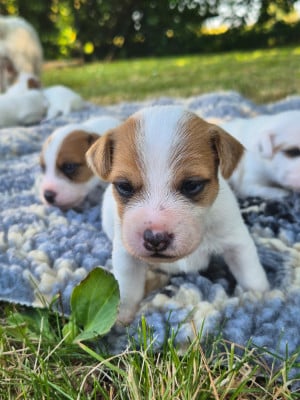 Les chiots de Parson Russell Terrier