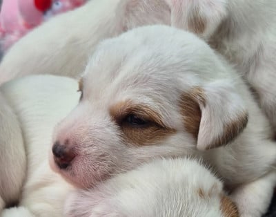 Les chiots de Parson Russell Terrier