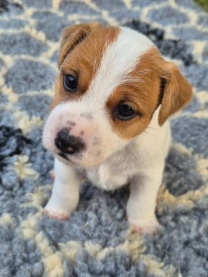 Les chiots de Parson Russell Terrier