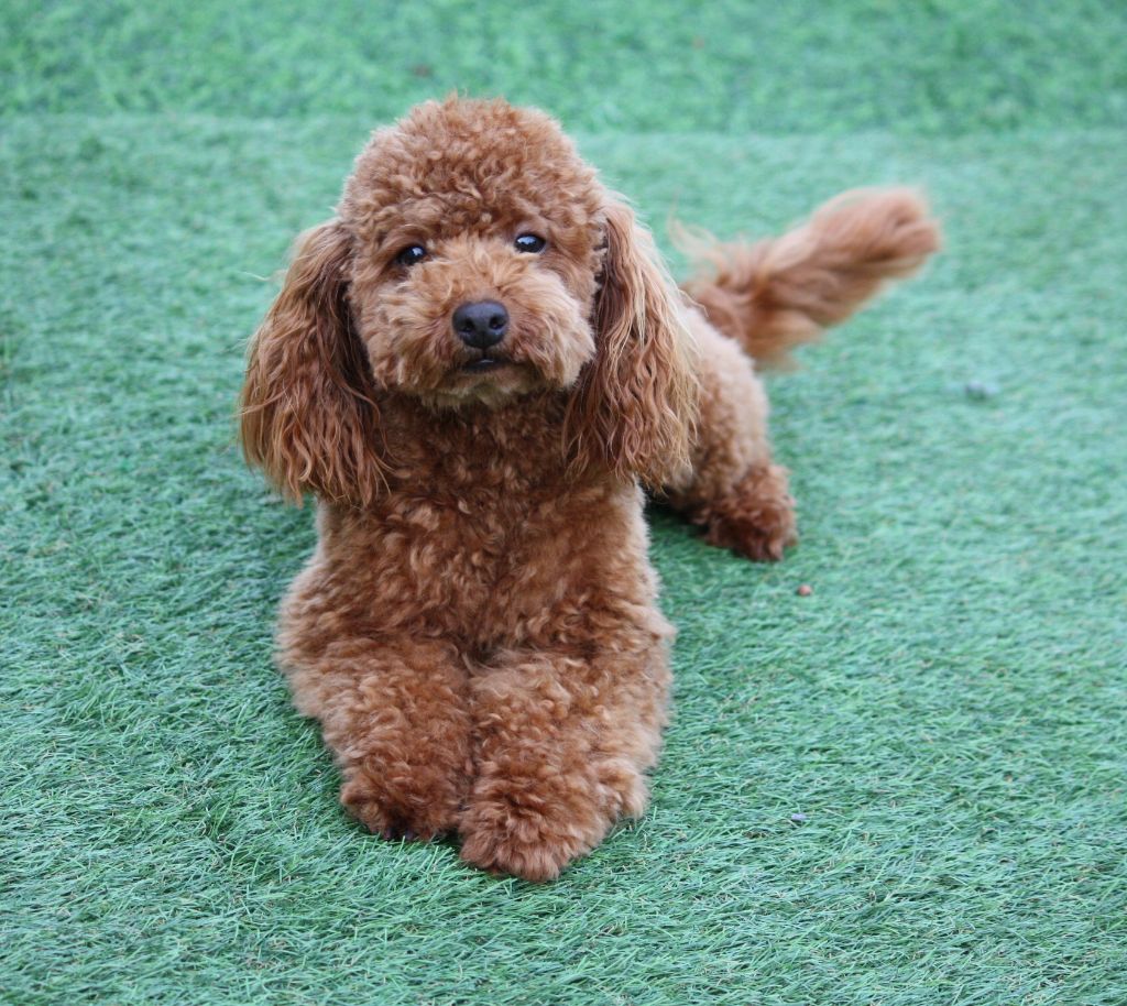 Aloa du mas d'aigret