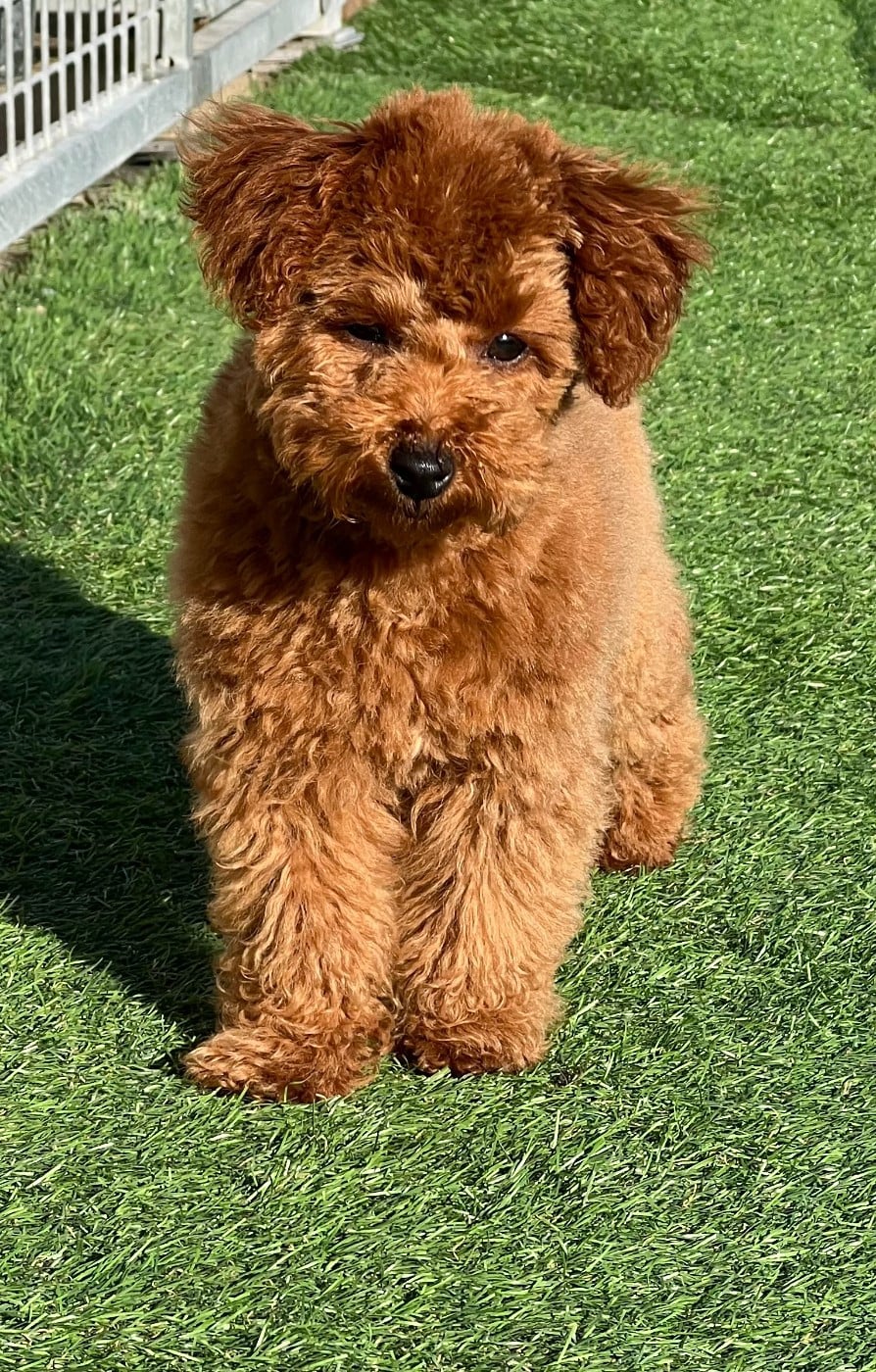 Akila du mas d'aigret