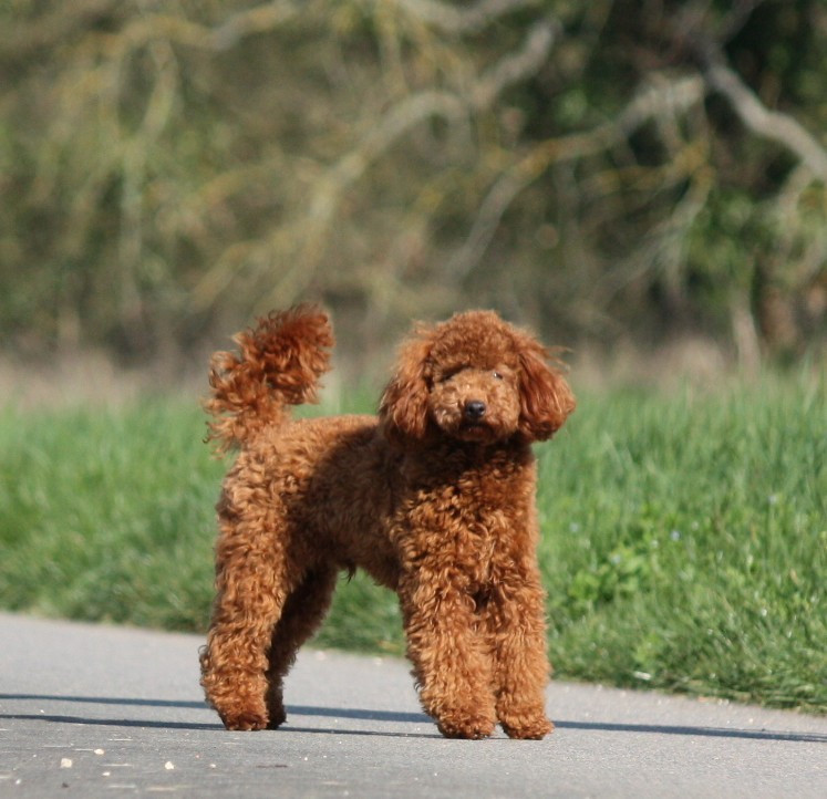 Azzaro legend De zaldivar