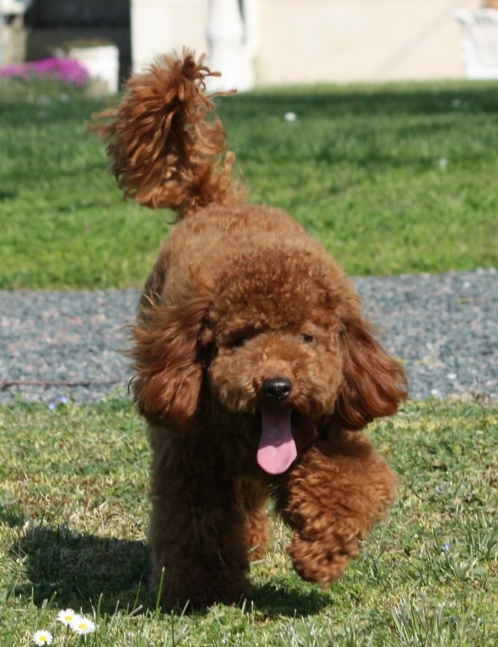 Azzaro legend De zaldivar