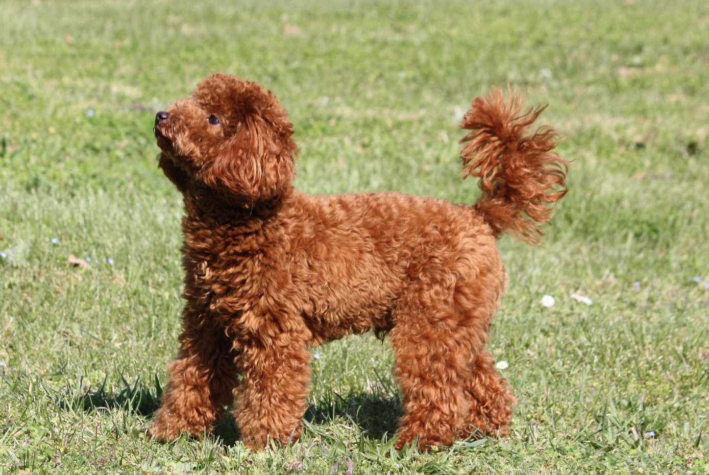 Azzaro legend De zaldivar