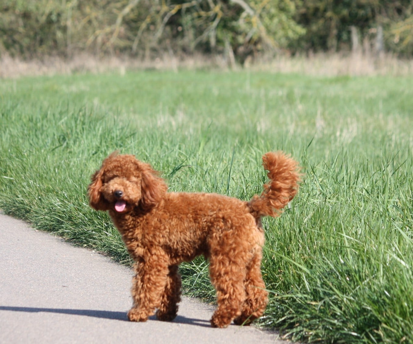 Azzaro legend De zaldivar