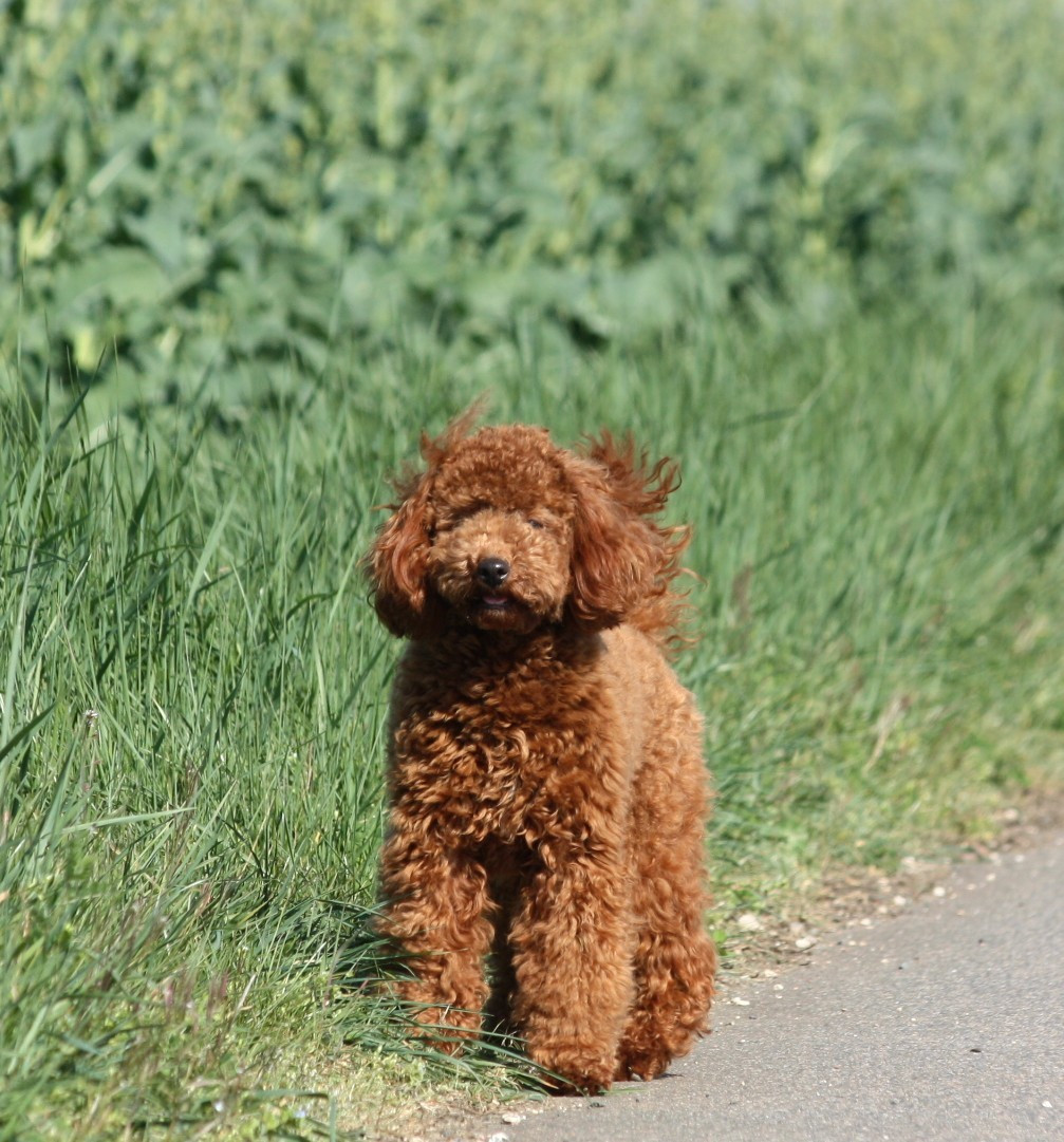 Azzaro legend De zaldivar