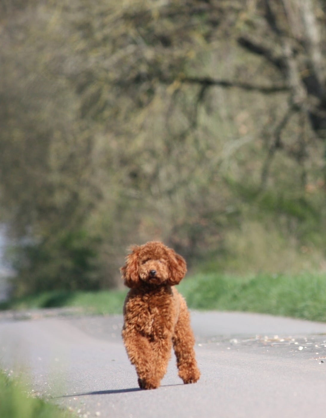 Azzaro legend De zaldivar