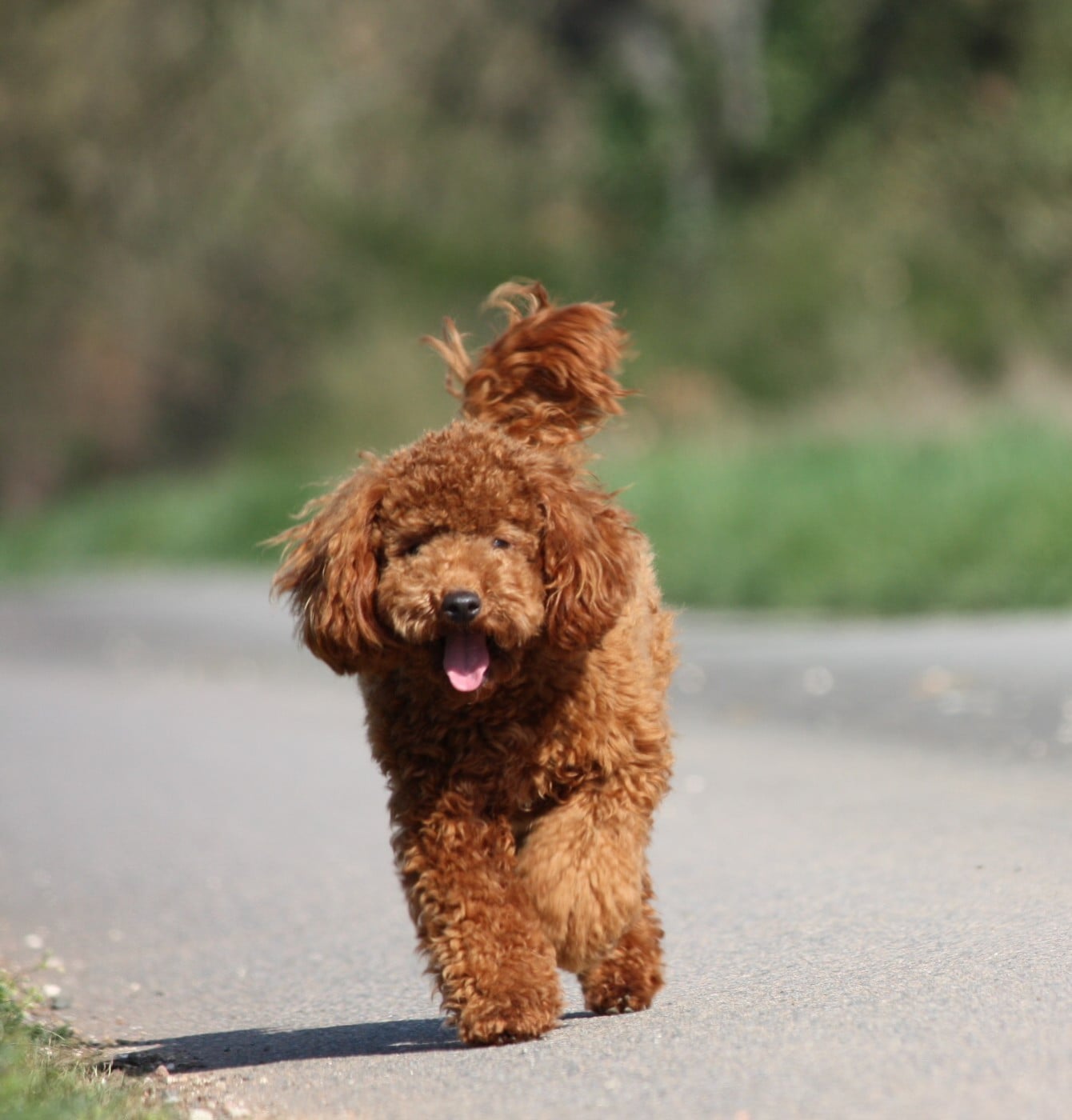 Azzaro legend De zaldivar