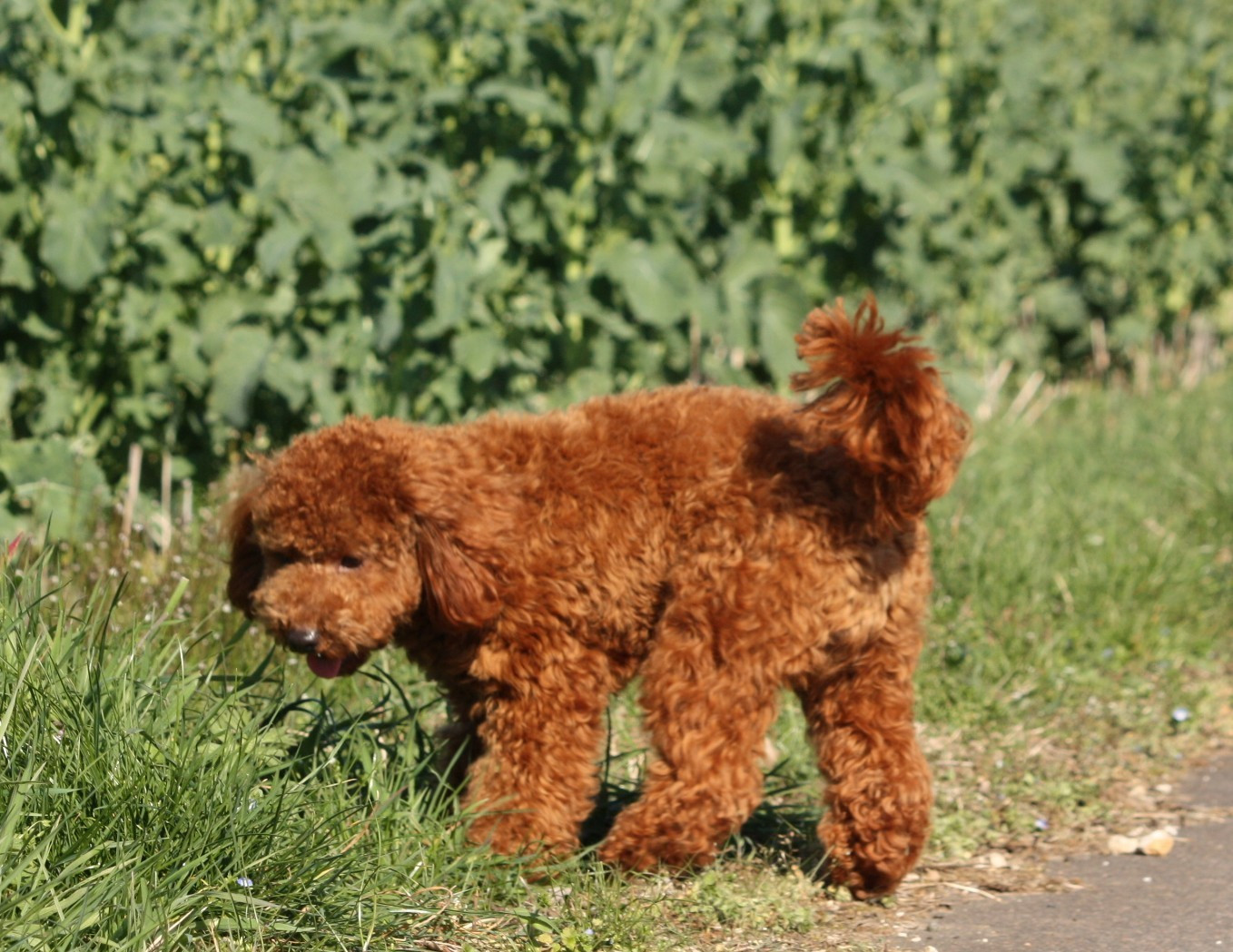 Azzaro legend De zaldivar