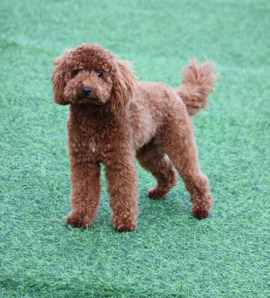 Publication : du mas d'aigret Auteur : masdaigret