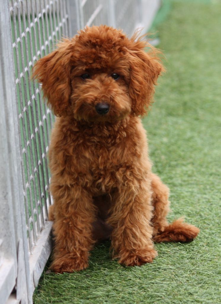 Publication : du mas d'aigret Auteur : masdaigret