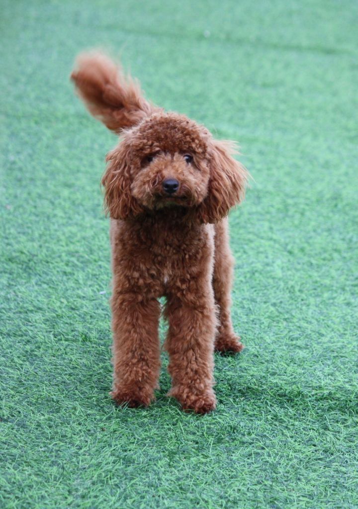 Publication : du mas d'aigret Auteur : masdaigret