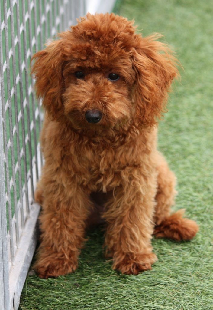 Publication : du mas d'aigret Auteur : masdaigret