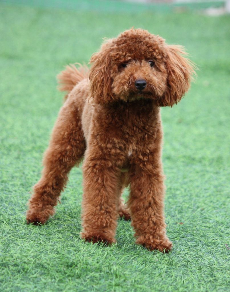 Publication : du mas d'aigret Auteur : masdaigret