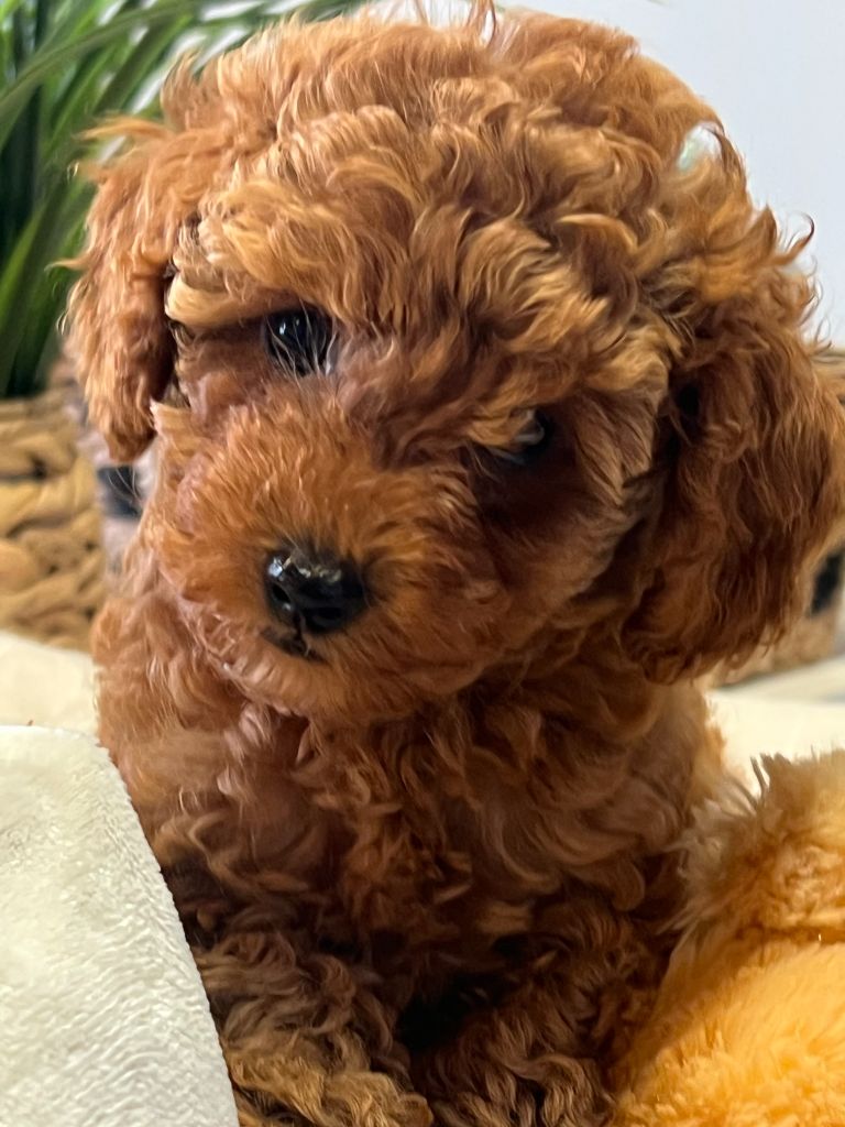 Aloumie du mas d'aigret