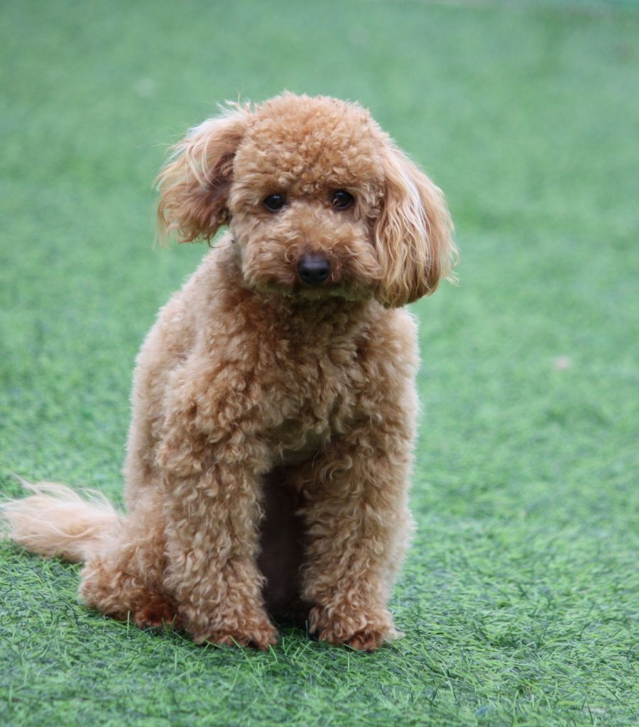 Publication : du mas d'aigret Auteur : masdaigret