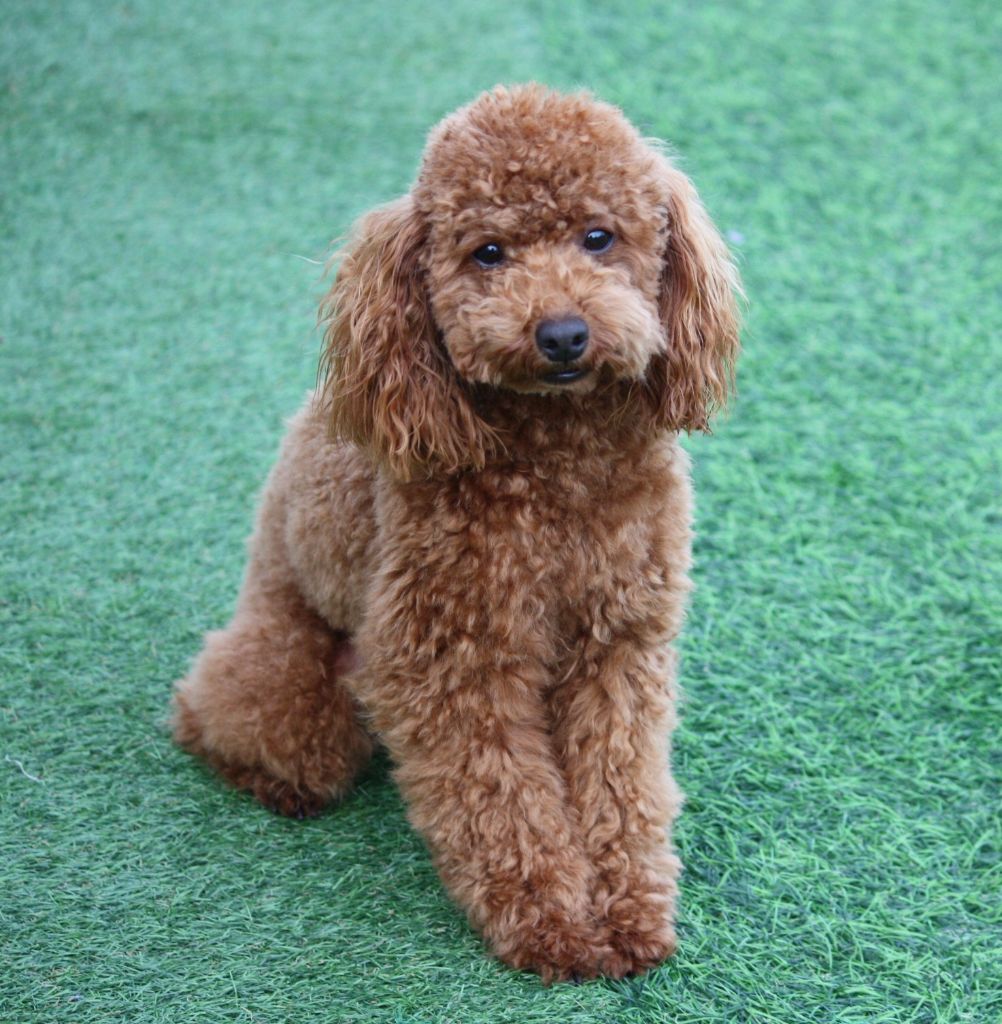 Aloa du mas d'aigret