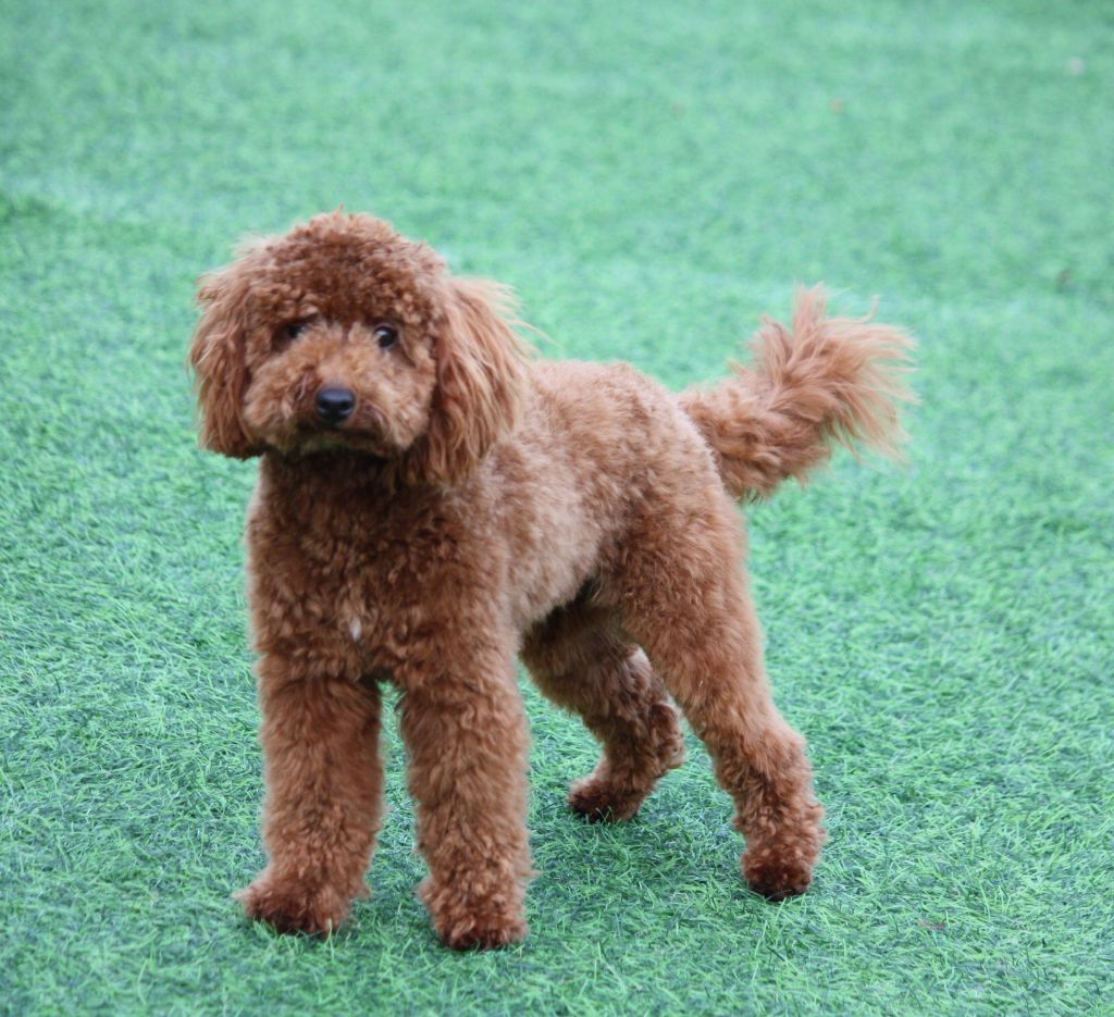 Publication : du mas d'aigret Auteur : masdaigret