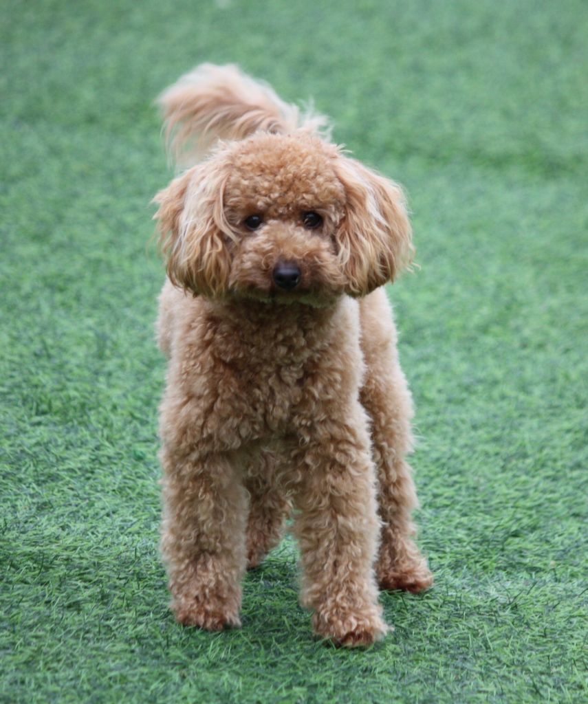 Publication : du mas d'aigret Auteur : masdaigret