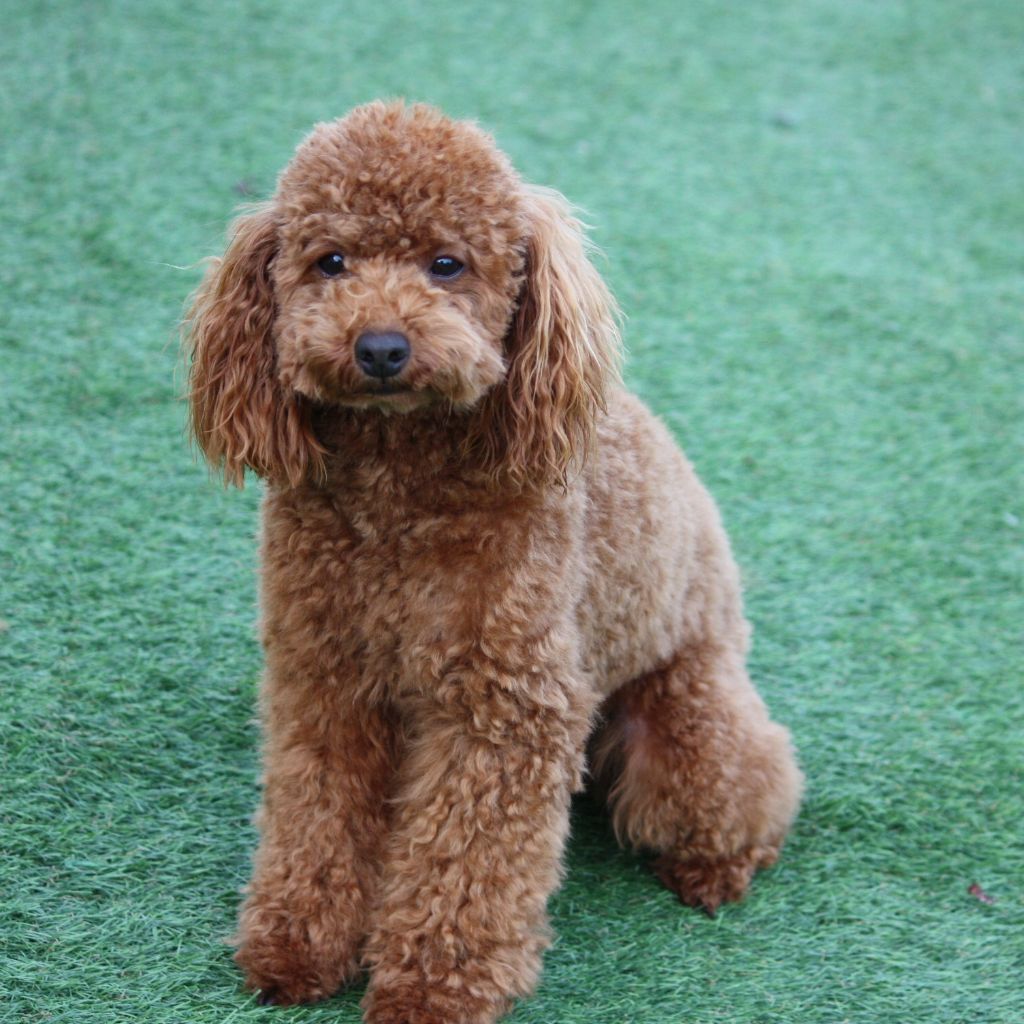 Aloa du mas d'aigret