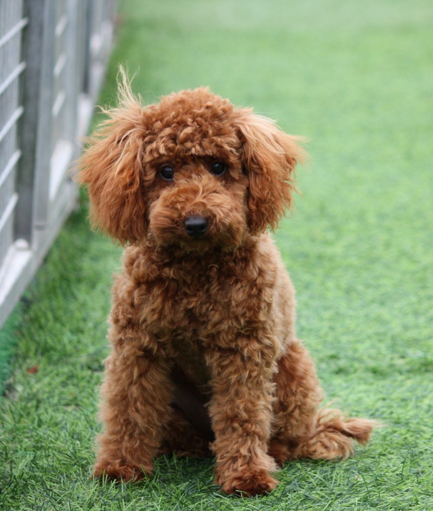 Aloumie du mas d'aigret