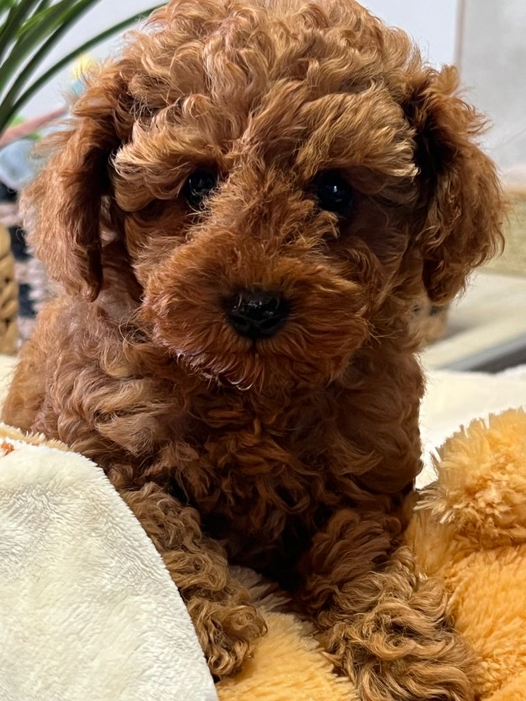 Alabama du mas d'aigret