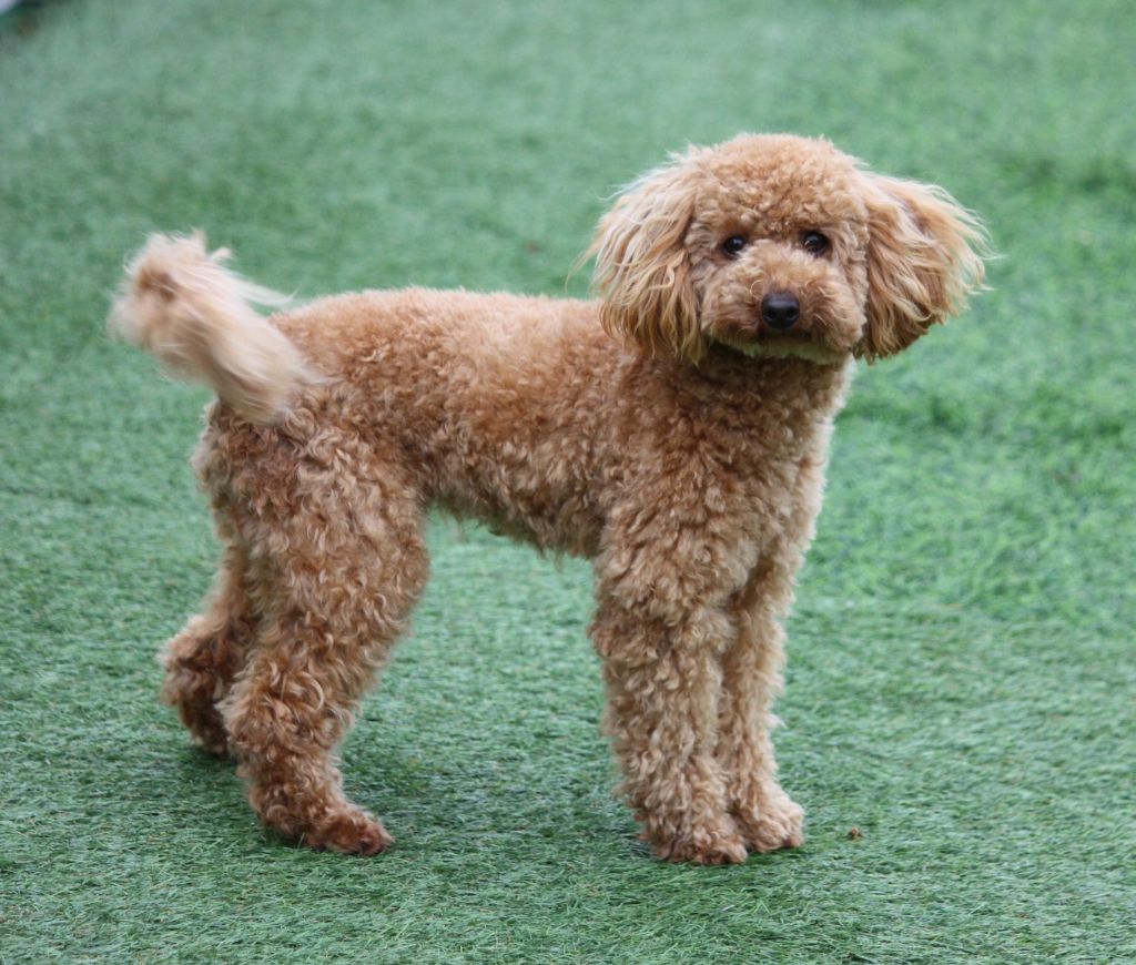 Publication : du mas d'aigret Auteur : masdaigret