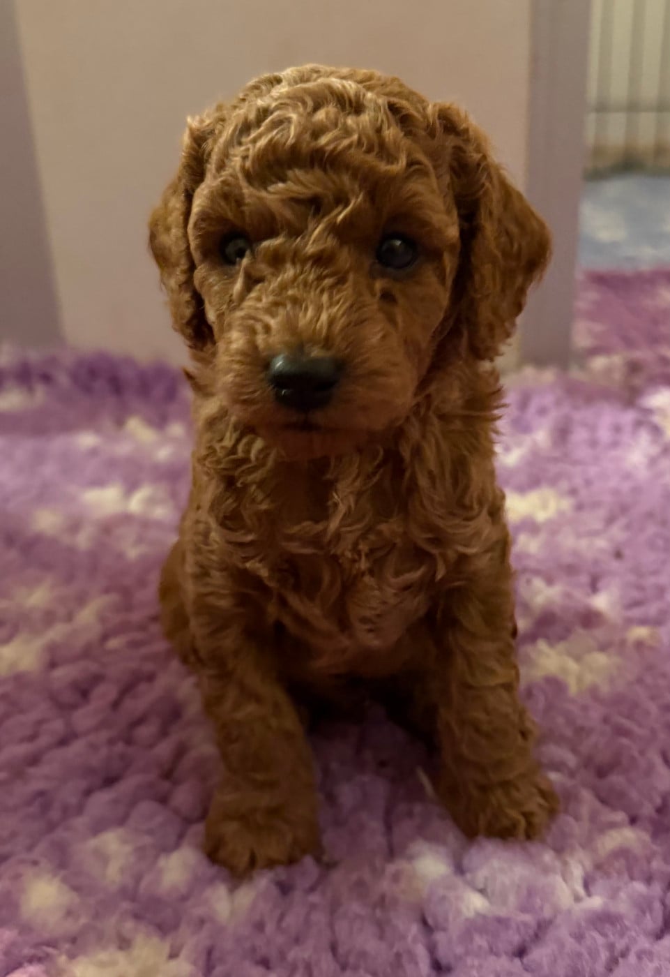 Chiot N°5 - Caniche