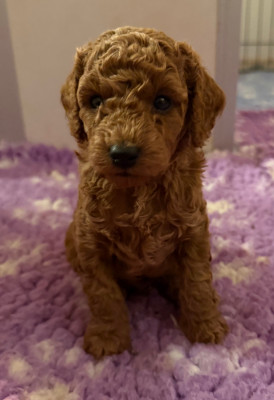 Les chiots de Caniche