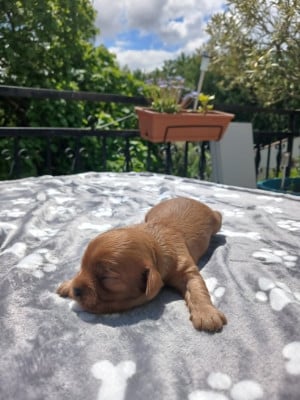 Les chiots de Cavalier King Charles Spaniel