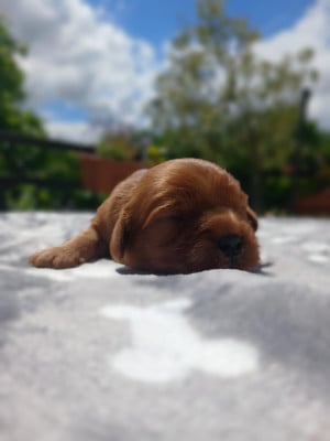 Les chiots de Cavalier King Charles Spaniel
