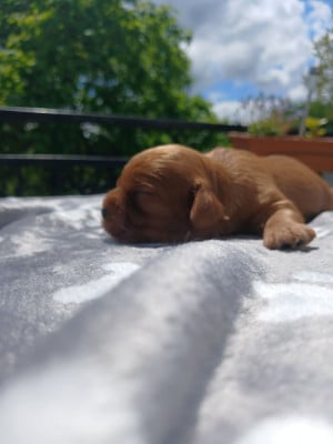 Les chiots de Cavalier King Charles Spaniel