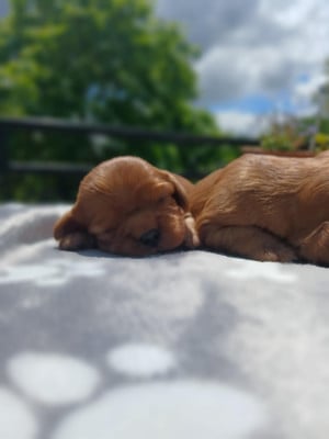 Les chiots de Cavalier King Charles Spaniel