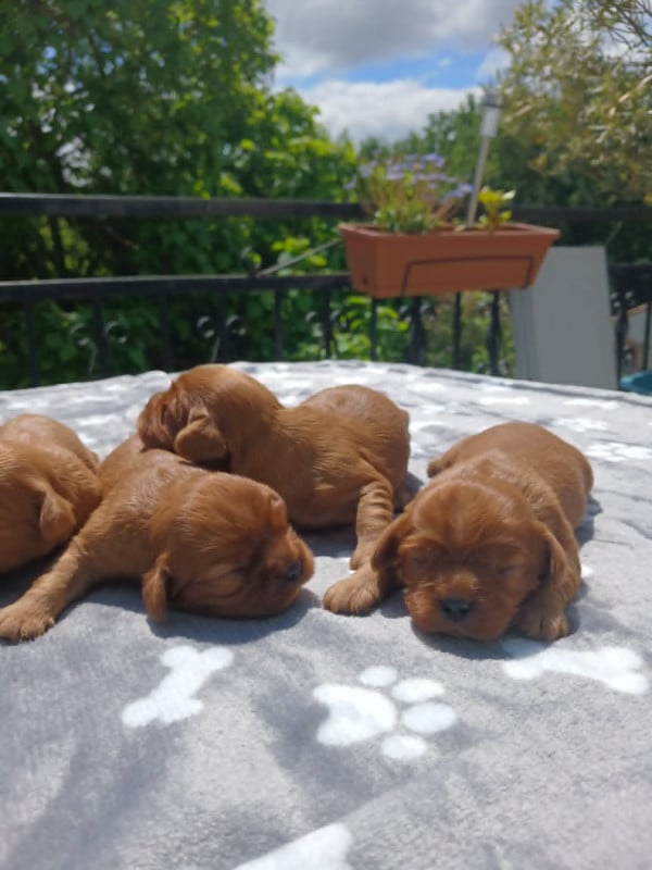 Cavalier King Charles Spaniel - des Merveilles De Bélen