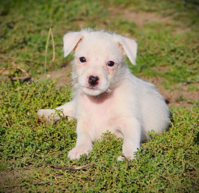 Les chiots de Parson Russell Terrier