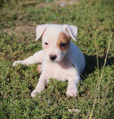 Les chiots de Parson Russell Terrier
