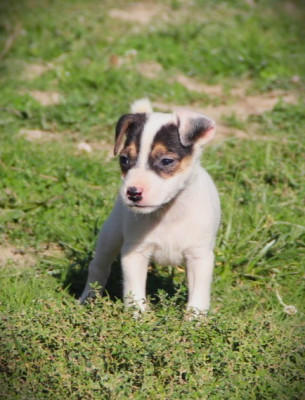 Les chiots de Parson Russell Terrier