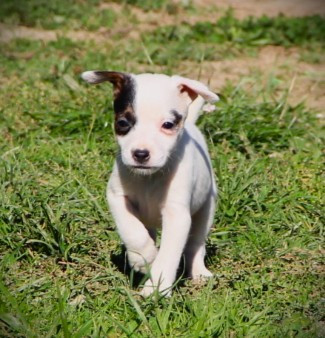 Les chiots de Parson Russell Terrier